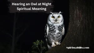 hearing an owl at night spiritual meaning