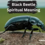 black beetle spiritual meaning