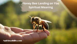 honey bee landing on you spiritual meaning