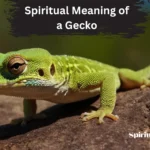 spiritual meaning of a gecko