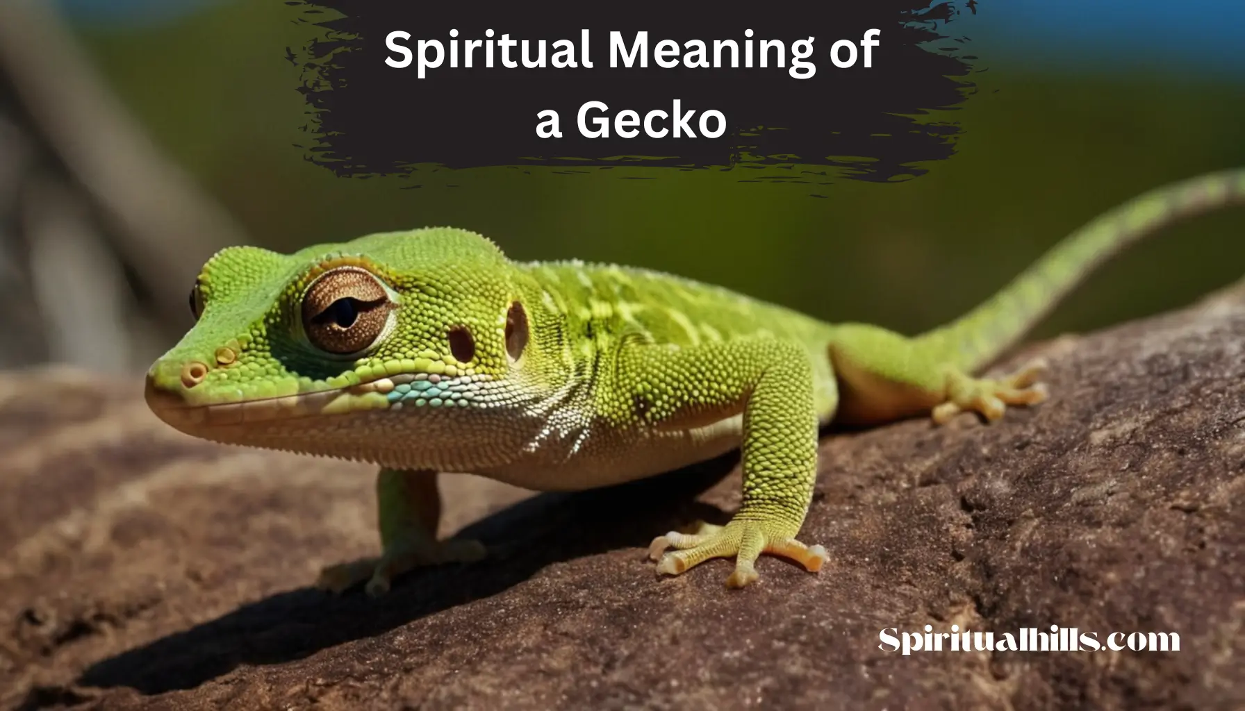 spiritual meaning of a gecko