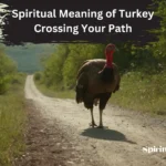 spiritual meaning of turkey crossing your path